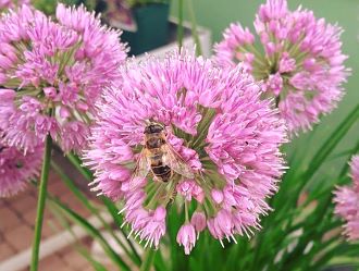 Auf unsere Stauden fliegen die Insekten!